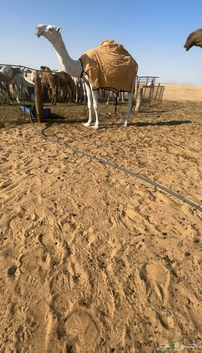 القعود الفردي 0