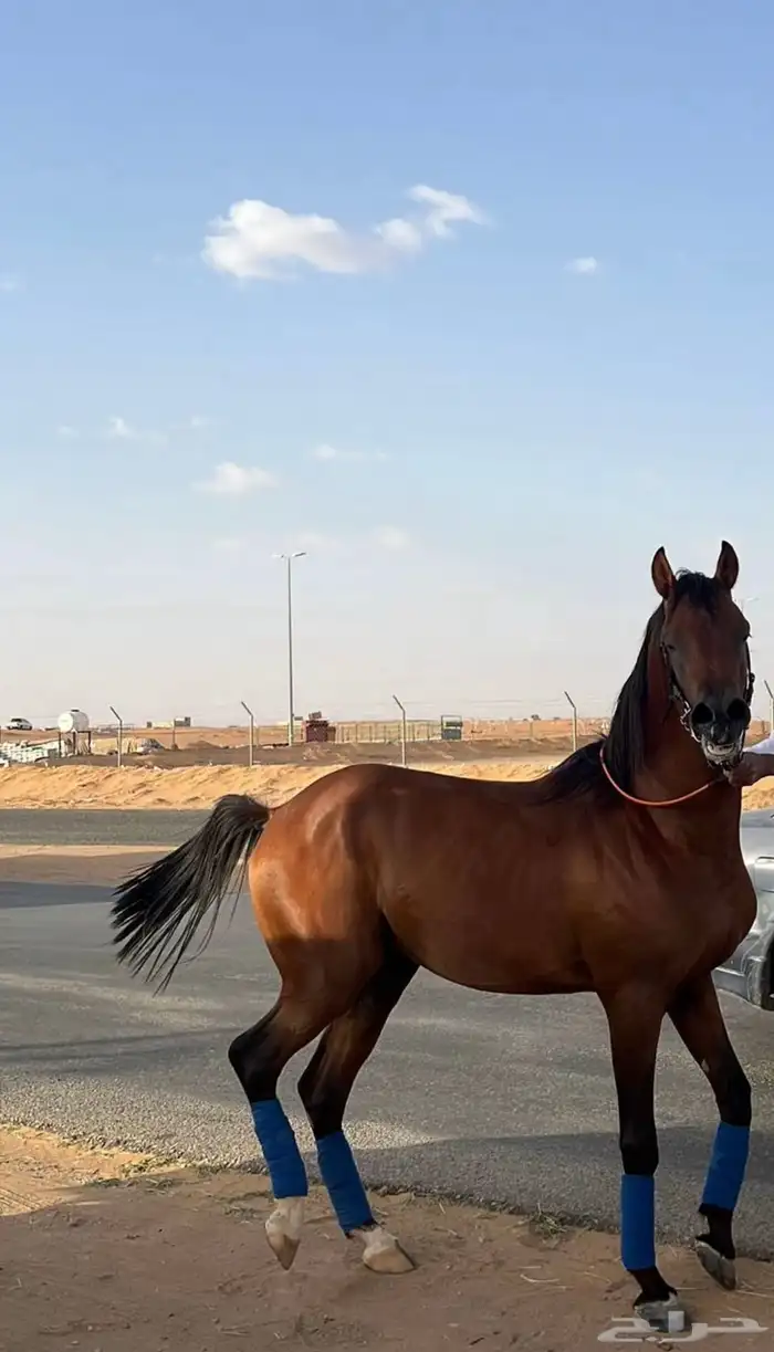 حصان شعبي كفو . 0