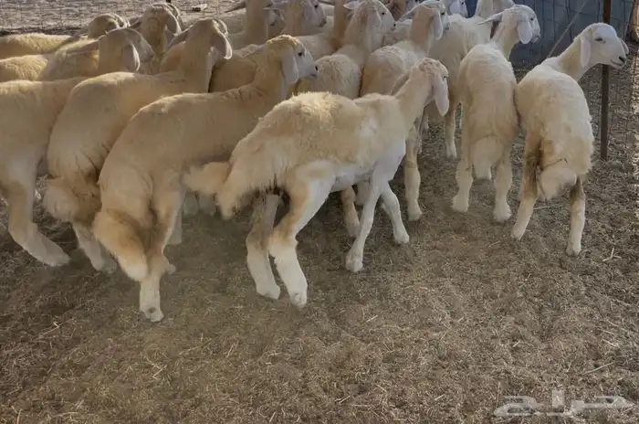 رخال كفو مراح واحد. تم البيع 11