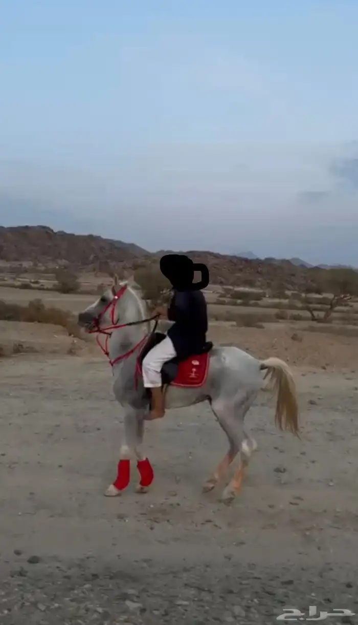 خيل جزيري 1