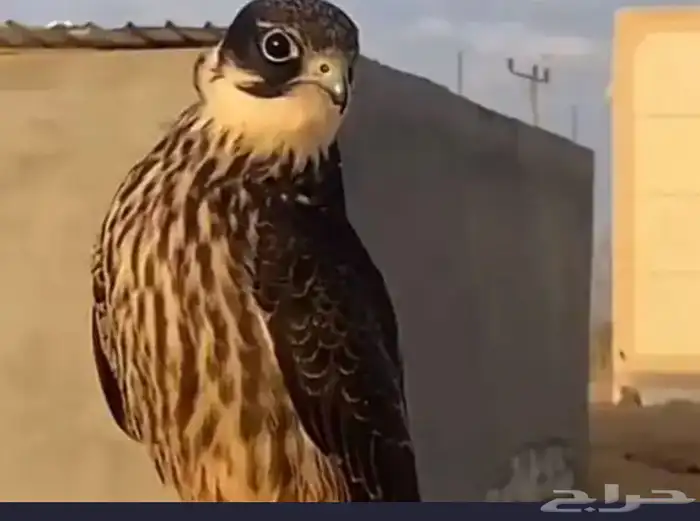 مطلوب بكة من 300 و تحت 0