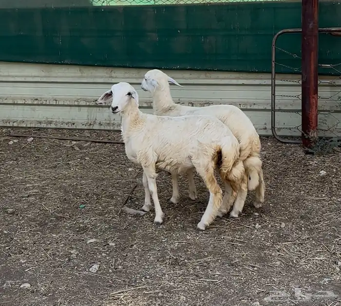 رخال حريات ذبايح 2