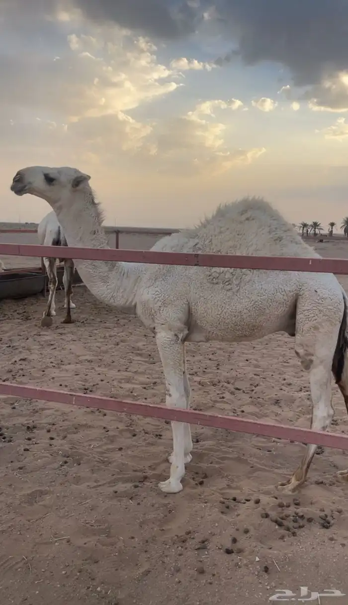 قعود كحيلاني 0