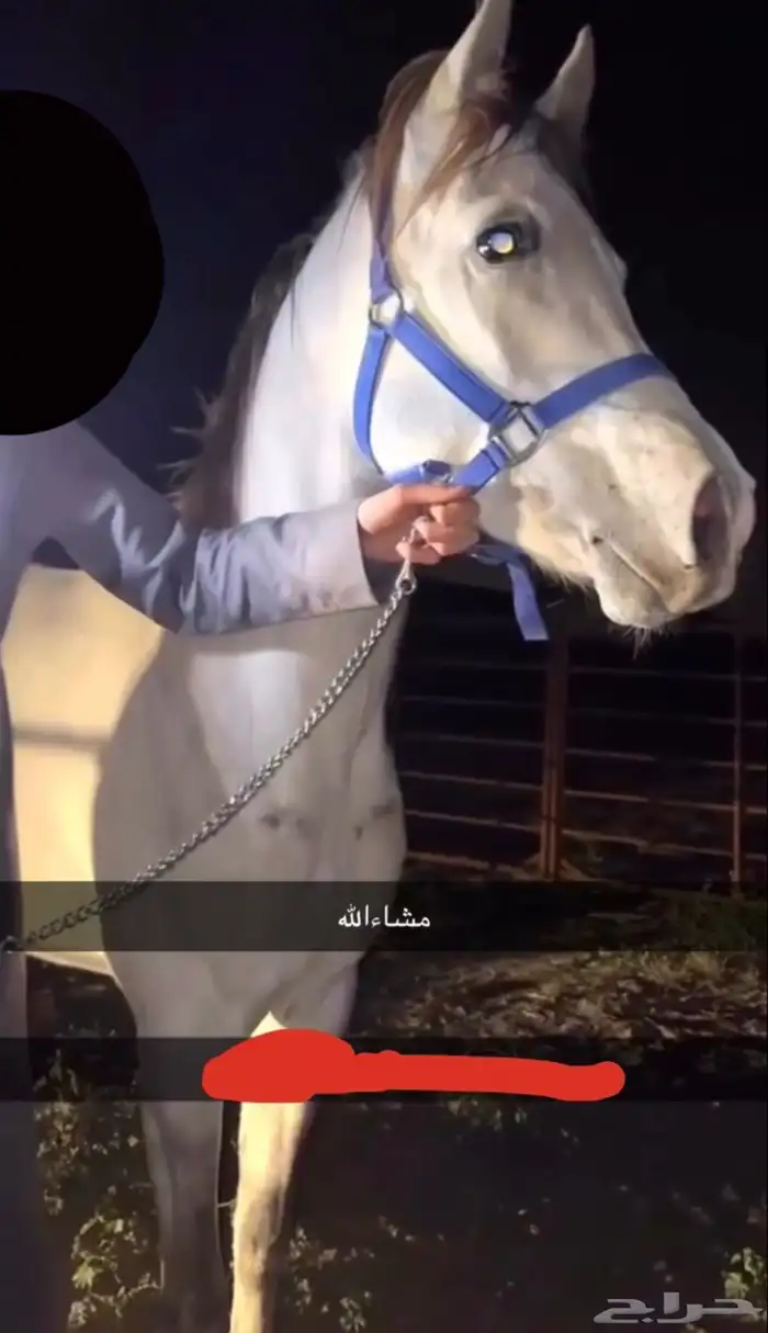 حصان شعبي للبيع 1