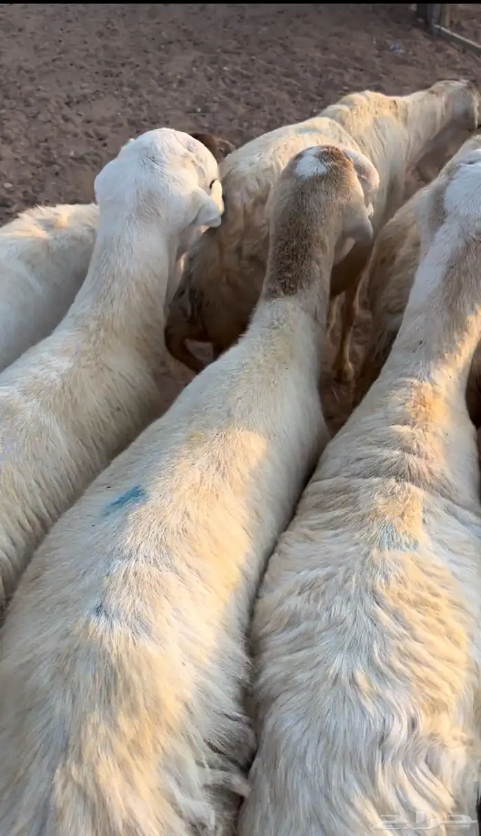 خرفان رفيد مهجن 2