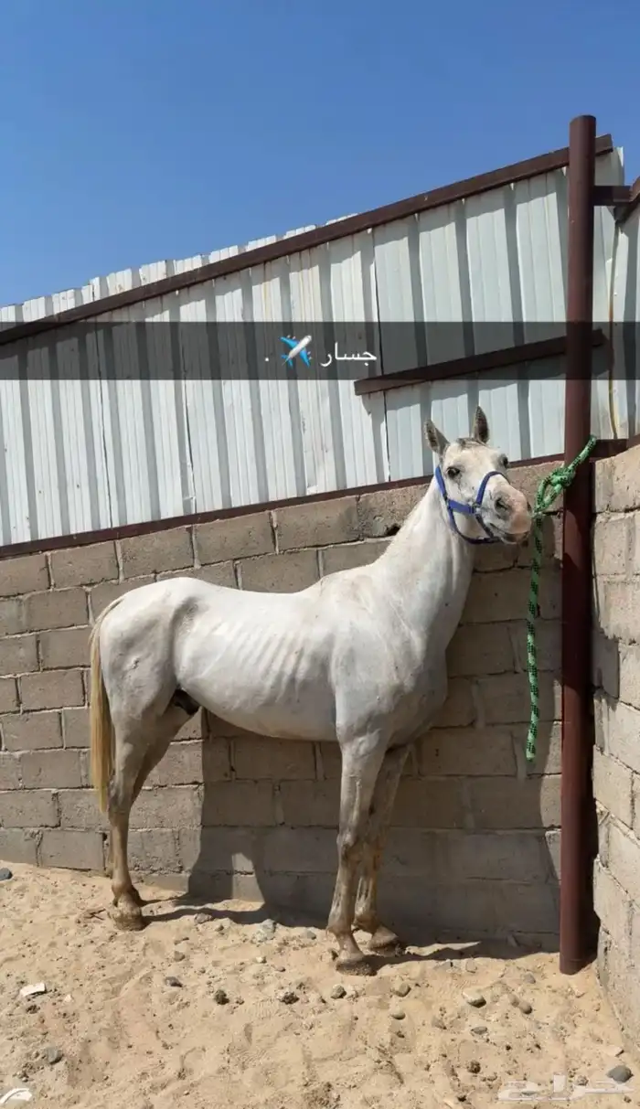 حصان عربي والبيع شعبي 1