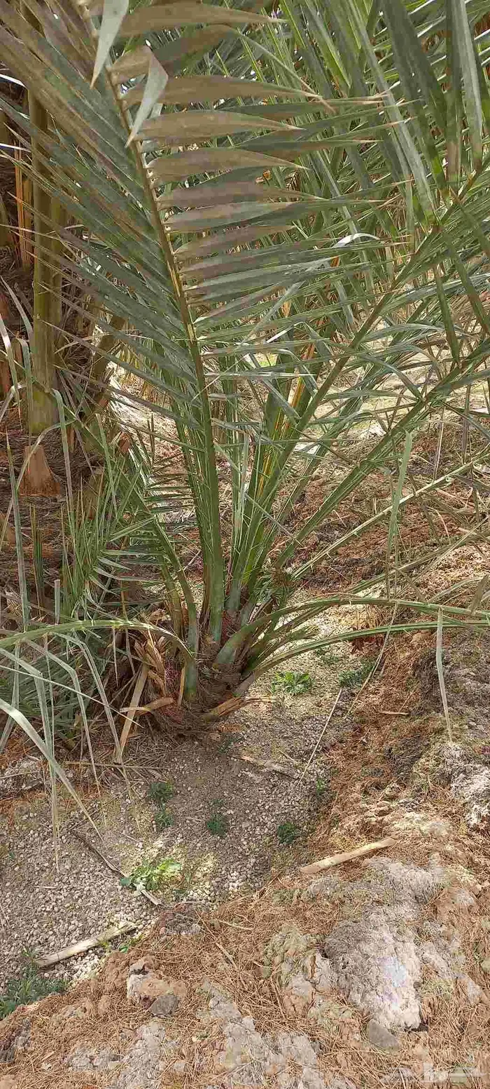 فسائل نخل للبيع عجوة صفاوي صقعي برني العيص مجدول 4