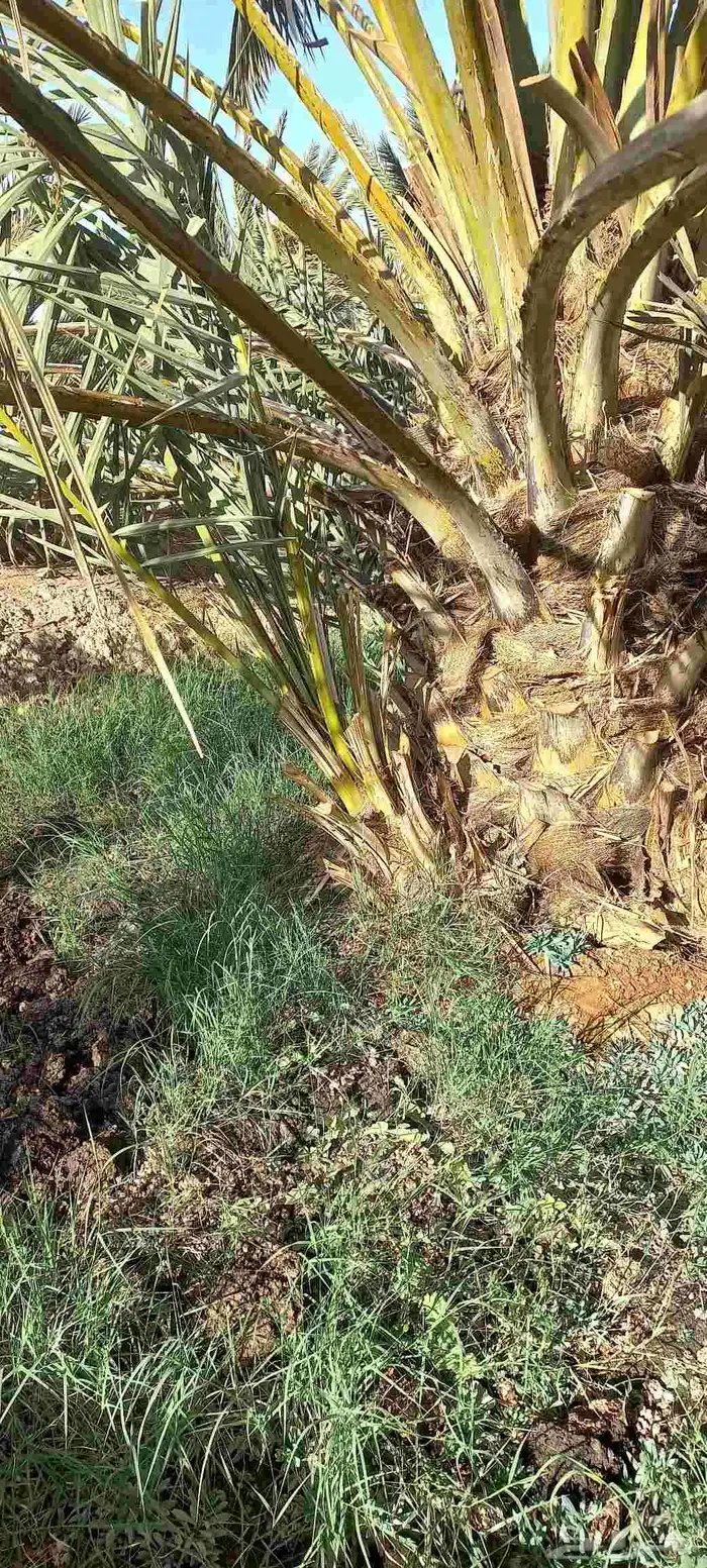 فسائل نخل للبيع عجوة صفاوي صقعي برني العيص مجدول 8