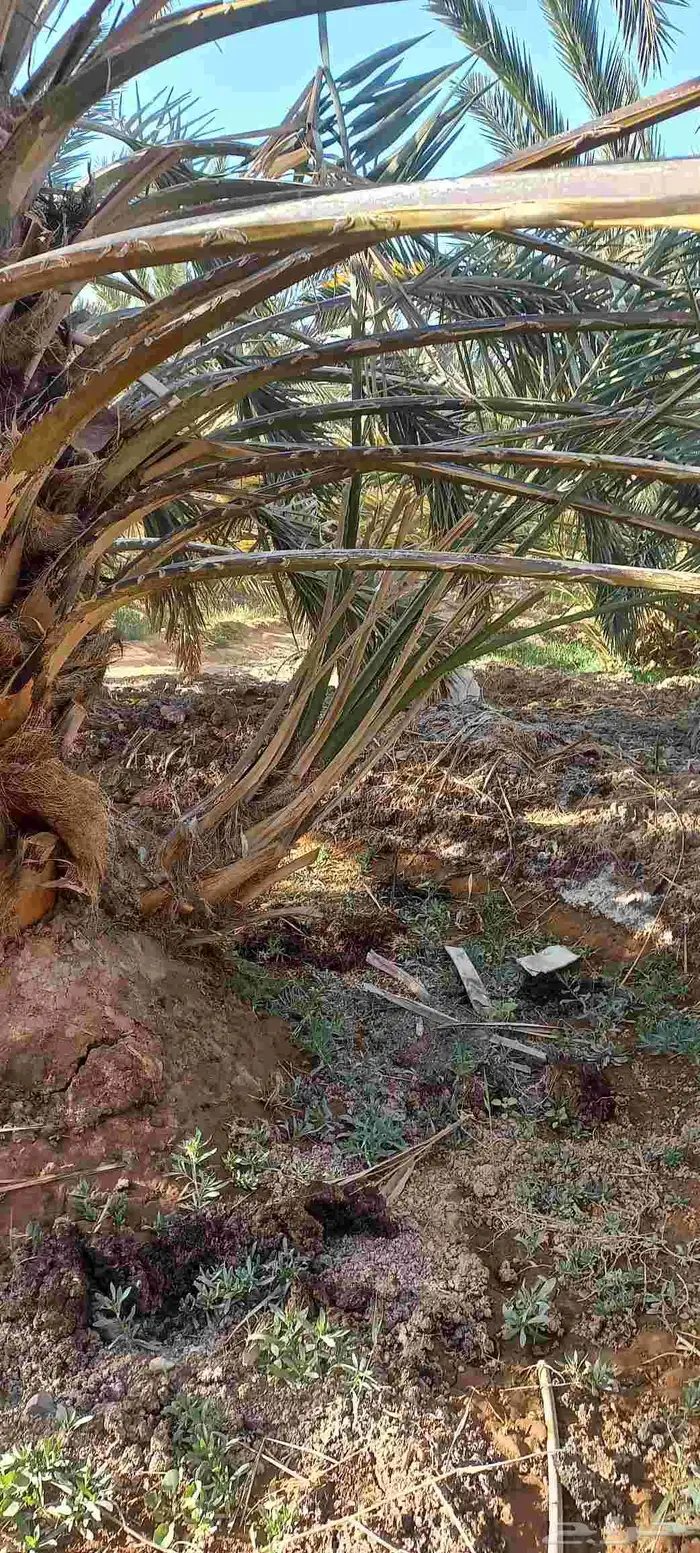 فسائل نخل للبيع عجوة صفاوي صقعي برني العيص مجدول 6