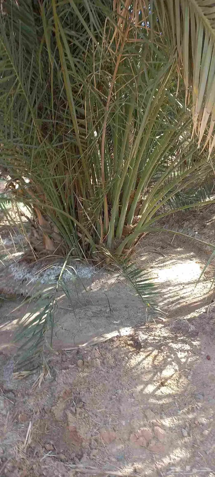 فسائل نخل للبيع عجوة صفاوي صقعي برني العيص مجدول 3