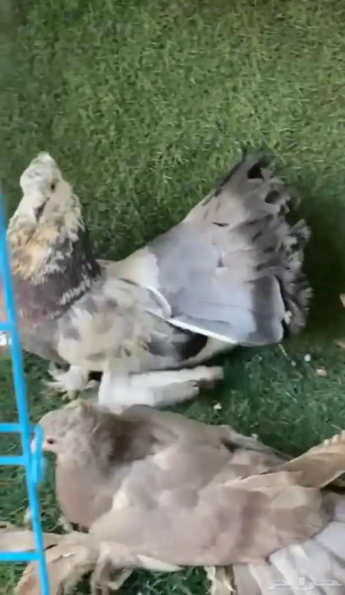 حمام رقاص هندي فاخر احجام طيبه 1