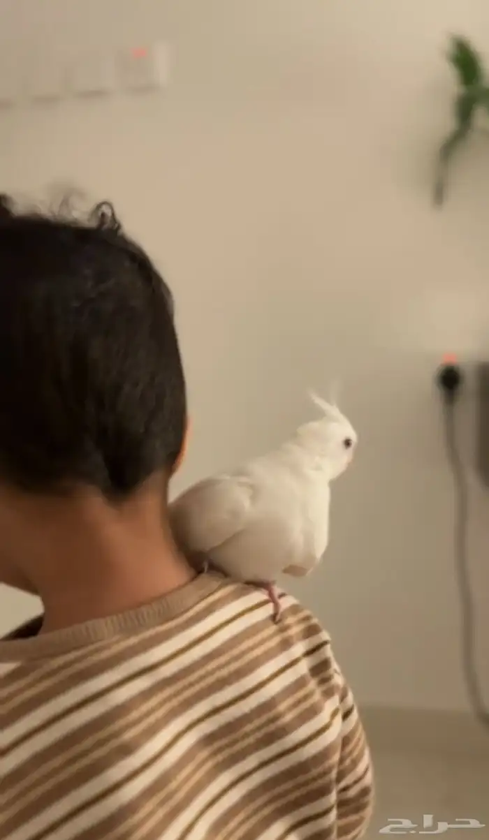 كروان البينو عيون حمراء 2