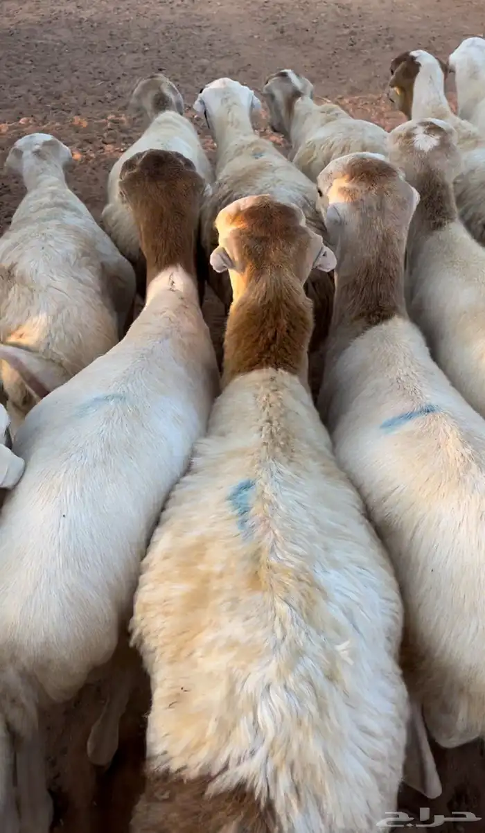 خرفان رفيد مهجن 1