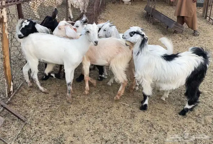 تيوس و جفار 4