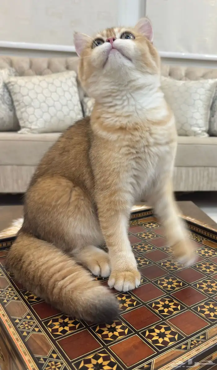 قط بريتش بيور 1