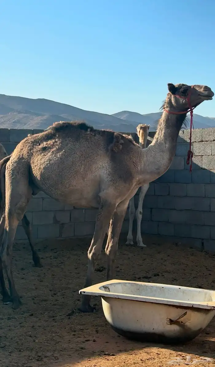 قعود للبيع جذع 0