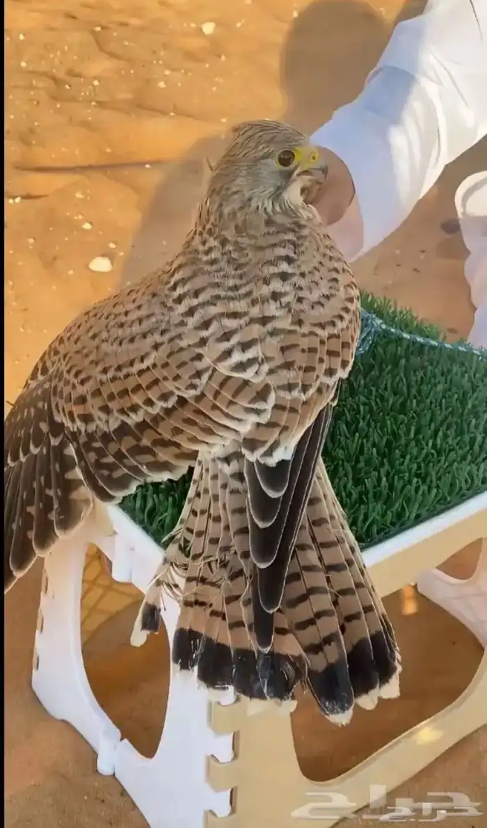 للبيع بواشك 1