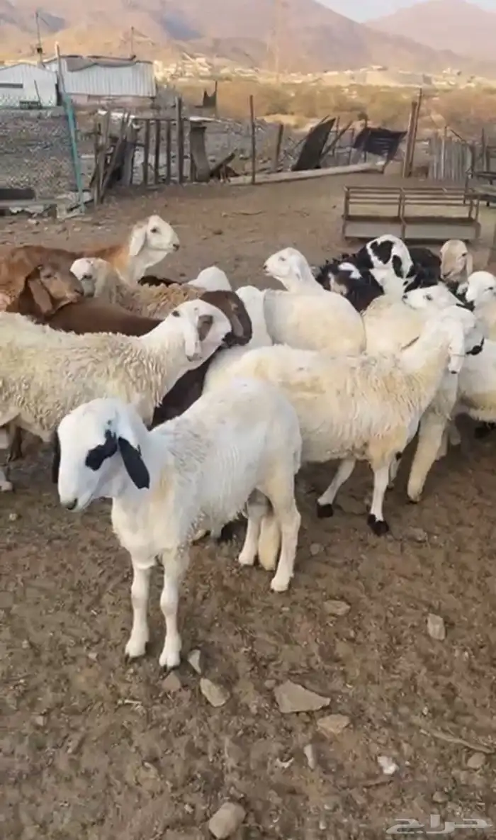 طليان سواكن مقفله شحم تربيه فوق 3 شهور اللبيع جمله وتفريد 2