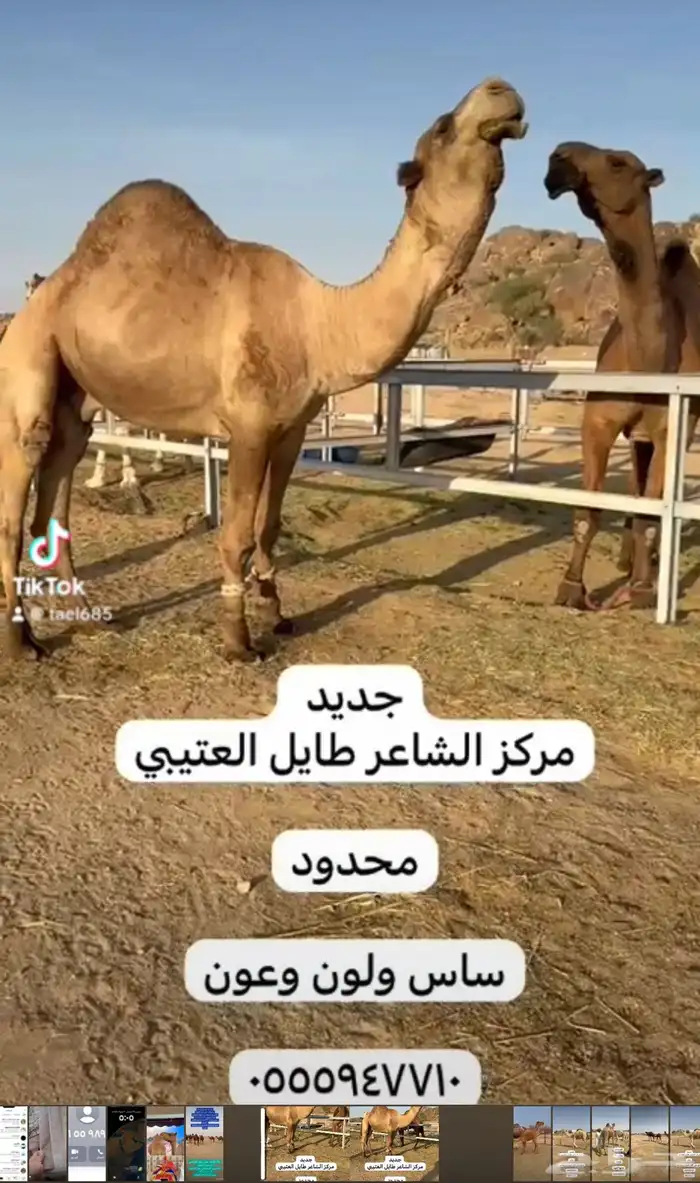 فحول للبيع 8