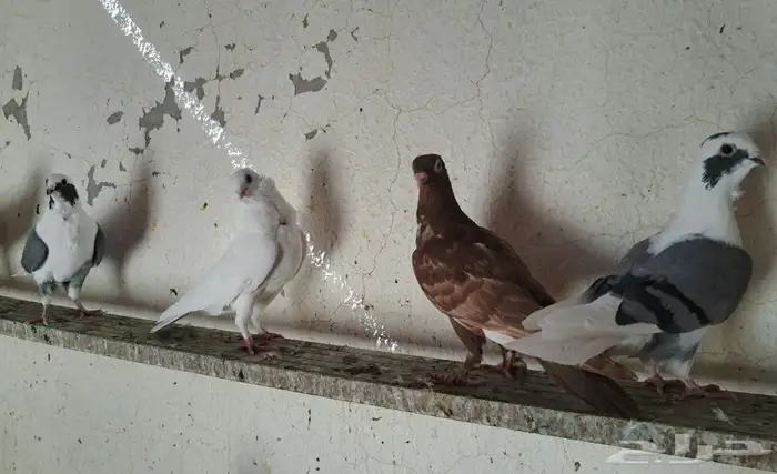 عشر مخاليف 12