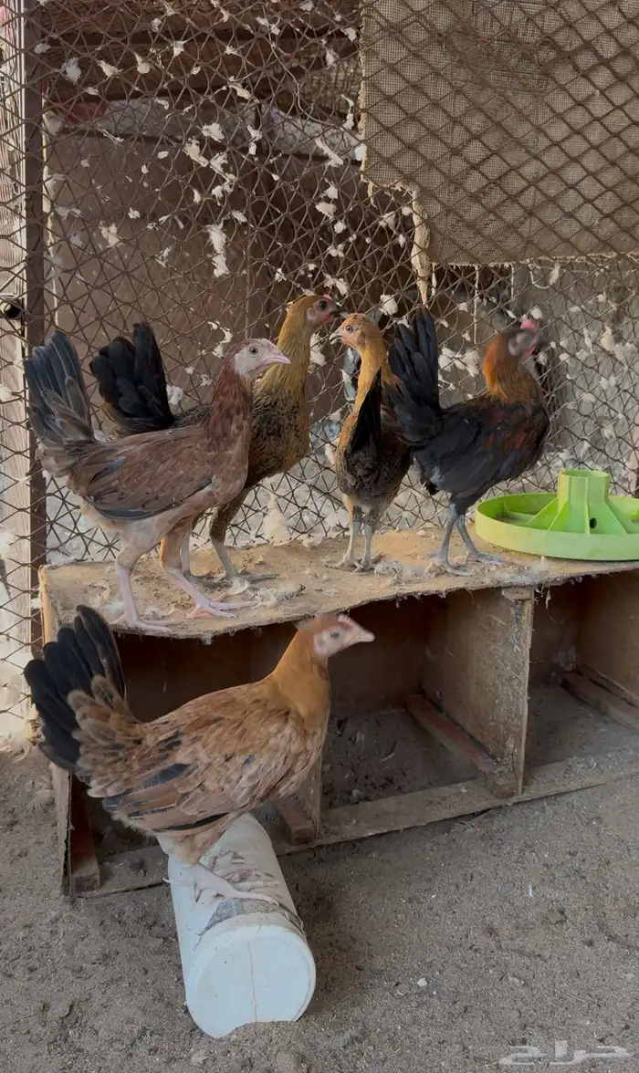 دياكة وفراريج للبيع 3