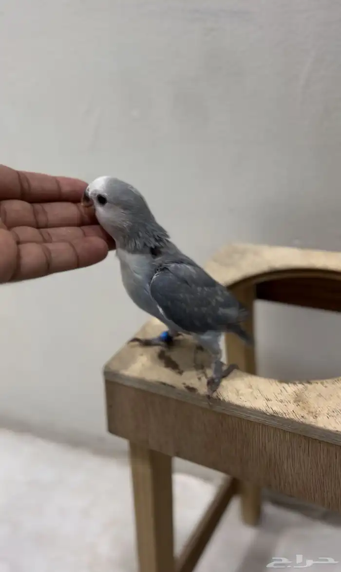 للبيع فرخ روز 2