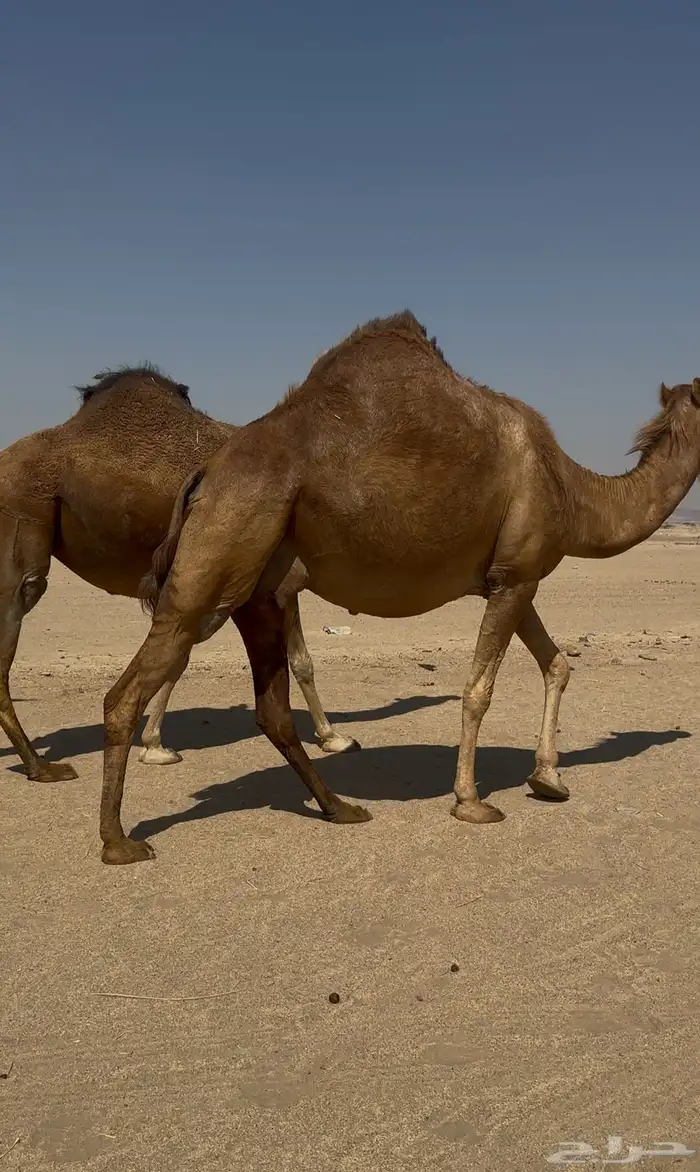 ملاقي سواحل ابل طيبه 3