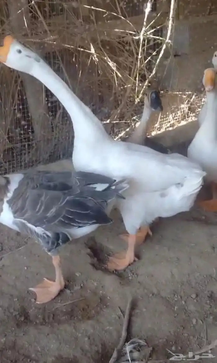 وز عراقي هجين بلغاري 2