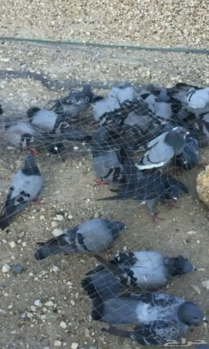 حمام دحل سوادي 0