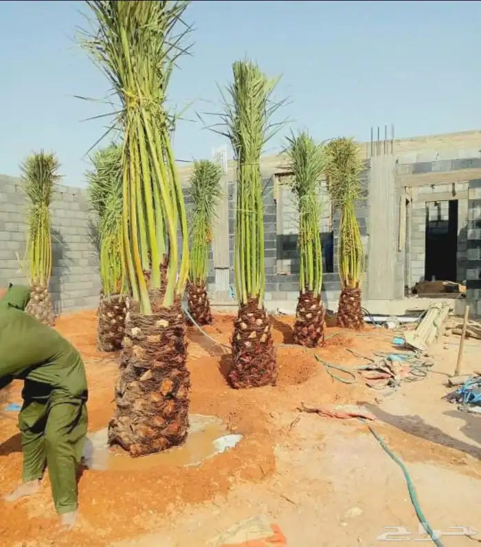 نخل مثمر نخيل نقايل جثايث اخلاص سكري برحي صقعي شيشي هلالي 6