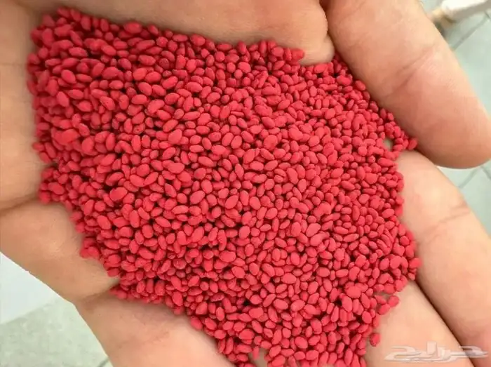 متوفر برسيم باسفييك امريكي ك101 1