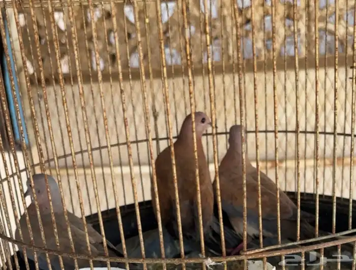 قماري للبيع 2