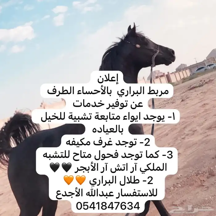 الأحساء. ميدان الفروسيه بالأحساء 0