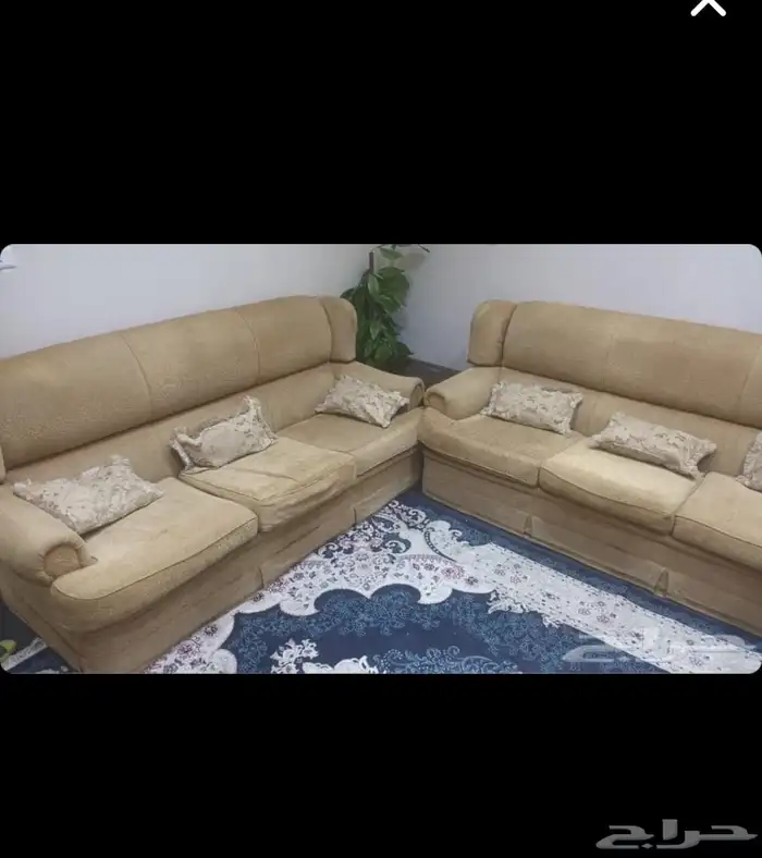 كنب امريكي 0