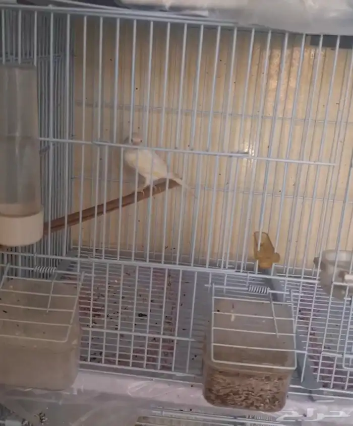 ذكر كناري ابيض مشروك ايراني سوري (( تم البيع )) 0