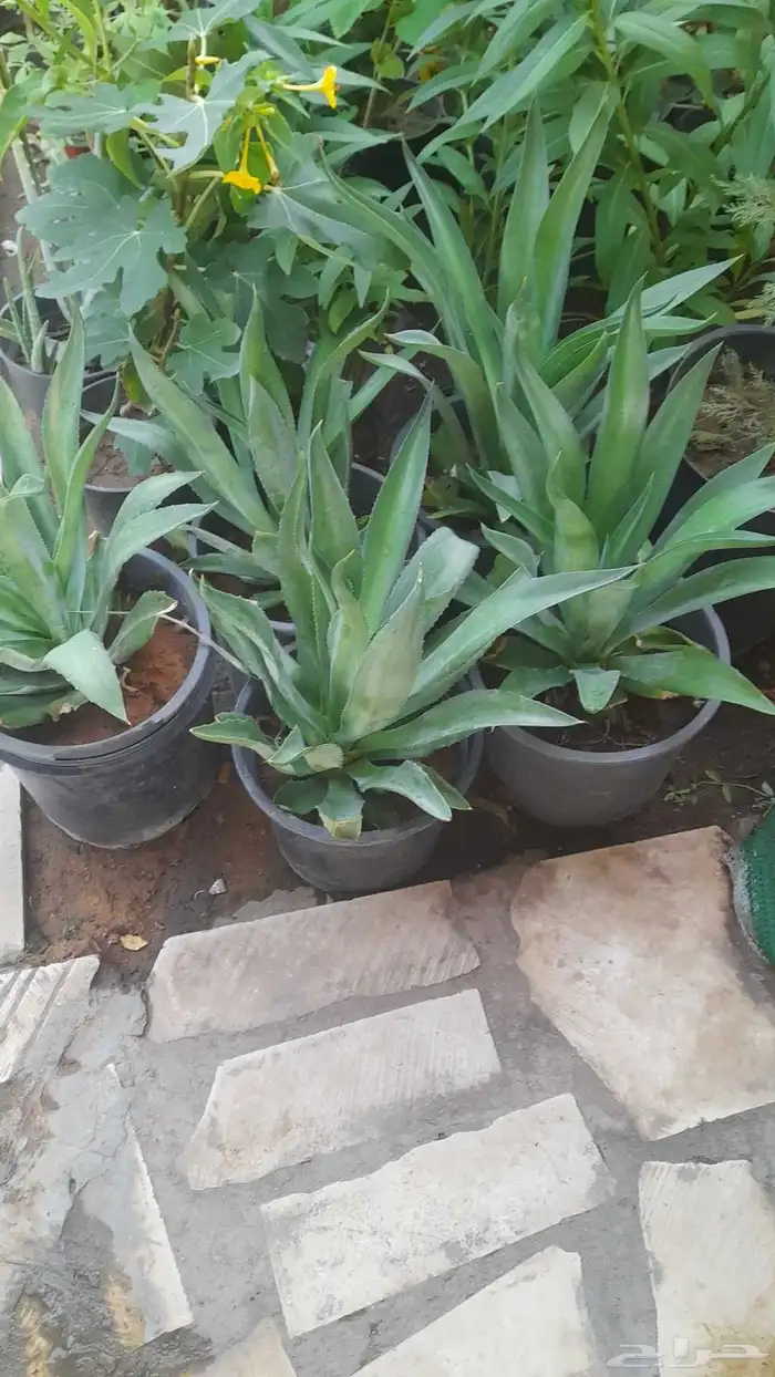 منسق حديق وتركيب جميع شبكات الري العادي والاتمتك 4