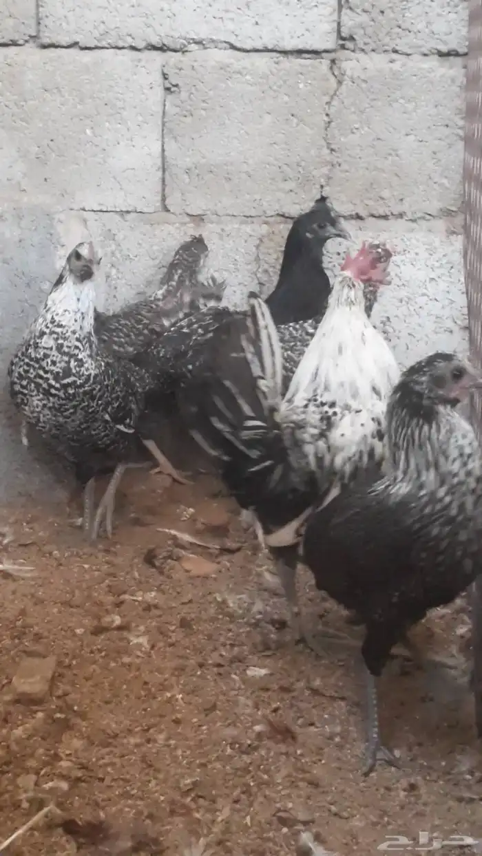 للبيع دجاج بلدي 7