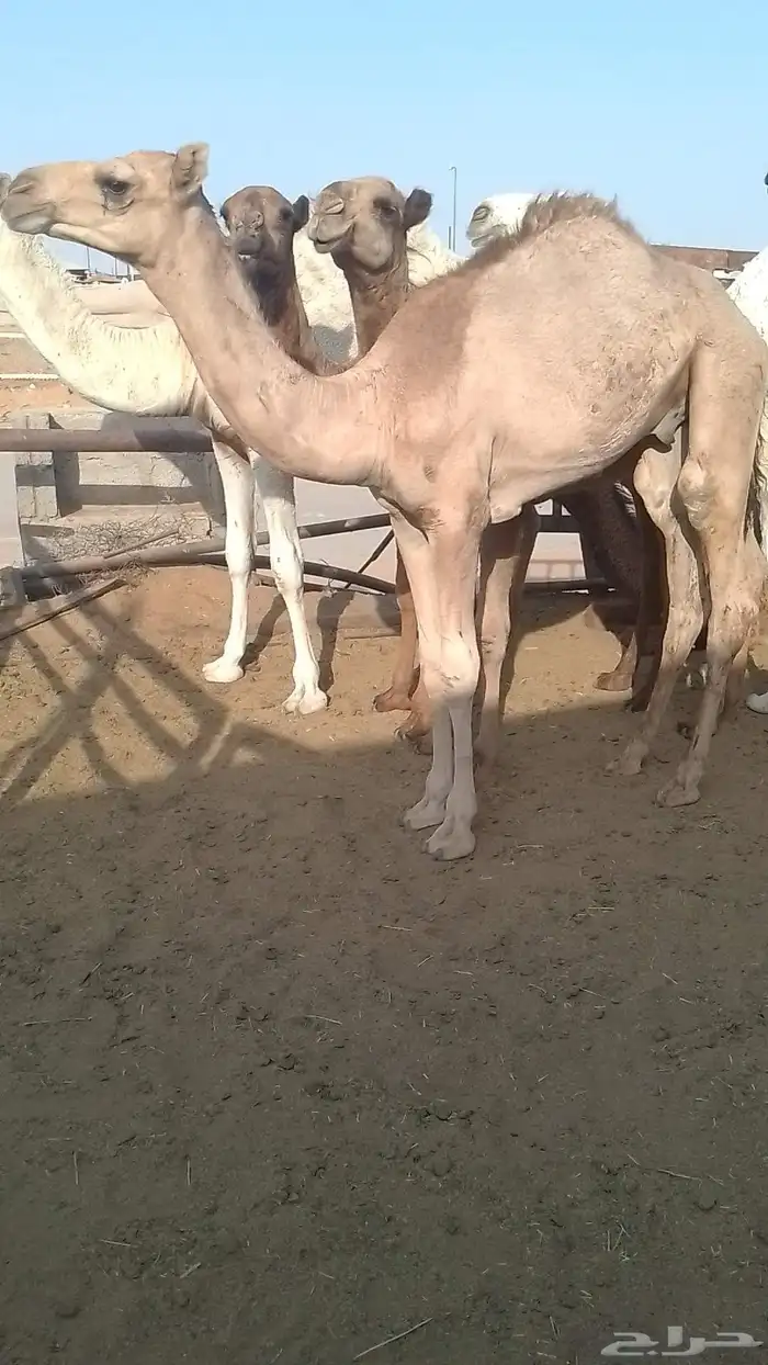 قعود طيب على شهيان ولد بعير محمد بن مشيط المري 0