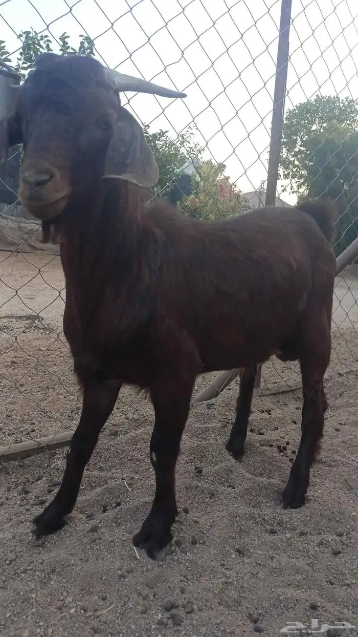 مشروع أدهم وشيء فاخر 0