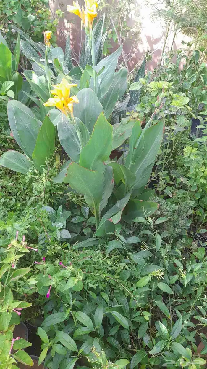 منسق حديق وتركيب جميع شبكات الري العادي والاتمتك 6