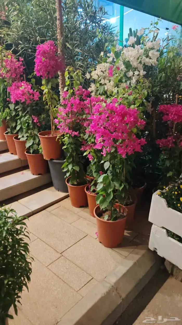 الزراعة الثيل الطبيعي وتركيب شبكات الري العادي والاتوماتيك 4