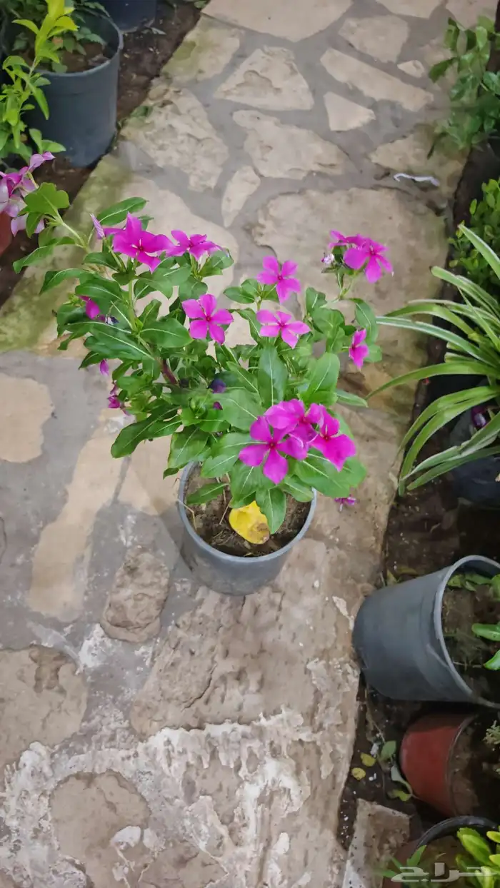 الزراعة الثيل الطبيعي وتركيب شبكات الري العادي والاتوماتيك 6