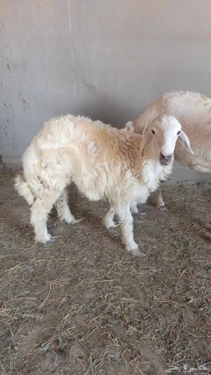 خروف حري ذبيحه للبيع رجاء الاعلان للجاد 5