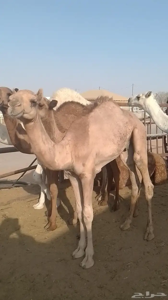 قعود طيب على شهيان ولد بعير محمد بن مشيط المري 1