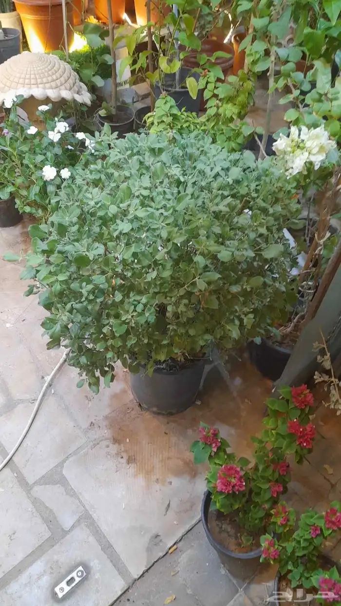 منسق حديق وتركيب جميع شبكات الري العادي والاتمتك 3