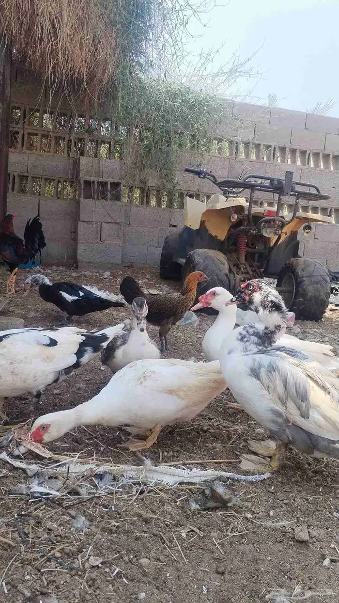دجاج بلدي 1
