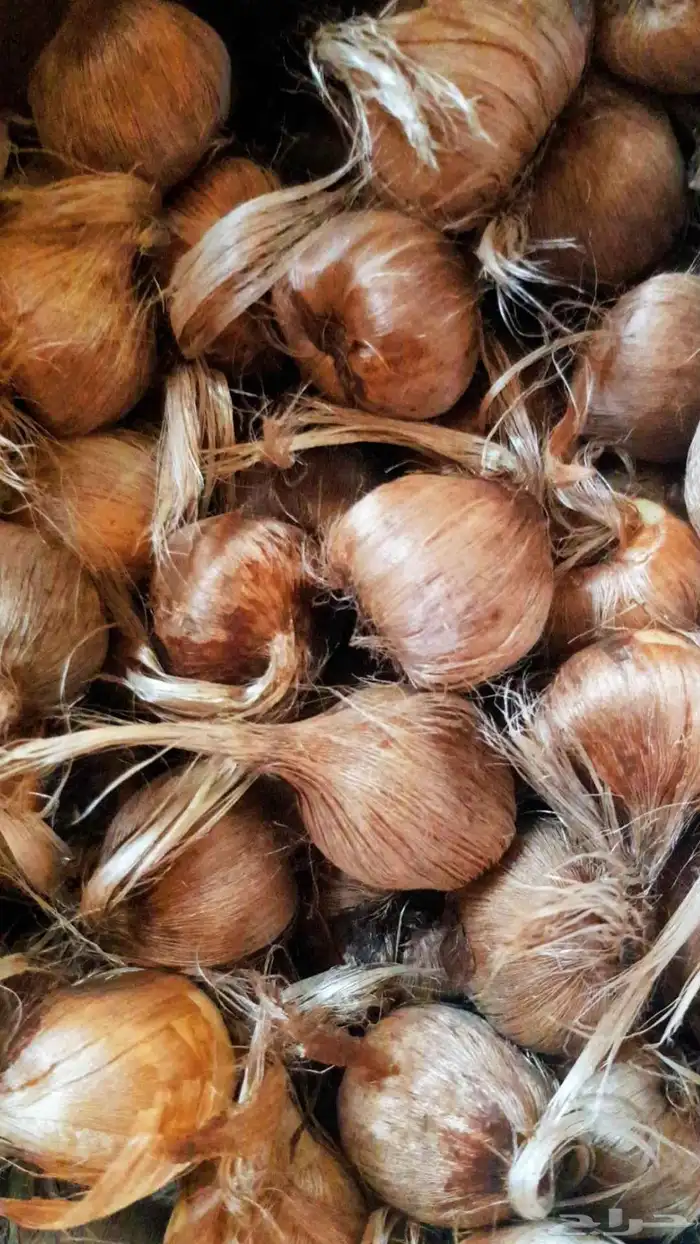 بصيلات  ابصال زعفران هولندي 0