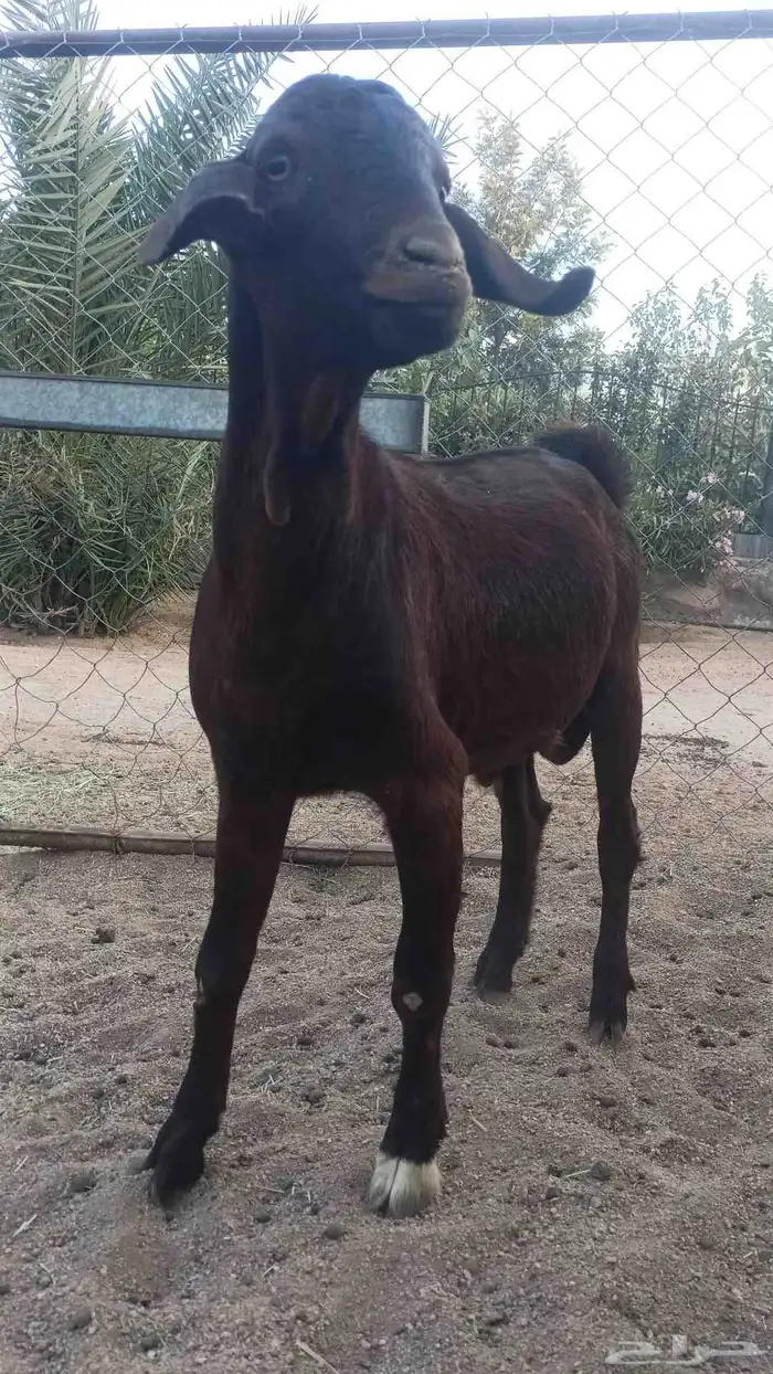 مشاريع دهم فحول جم توم جروم 3