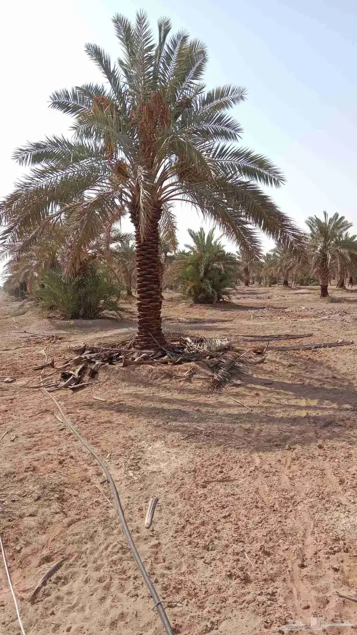 مطلوب نخل في وادي الدواسر من 3متر لا6متر التواصل 0