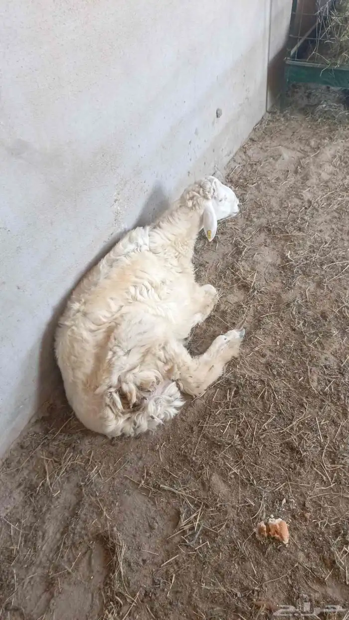 خروف حري ذبيحه للبيع رجاء الاعلان للجاد 0
